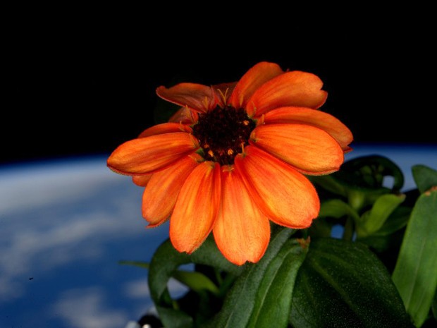 Flor toma sol na Estação Espacial Internacional em uma foto de 17 de janeiro deste ano (Foto: Scott Kelly/Nasa via AP)